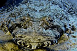 Crocodile Portrait in the Red Sea... by Alex Tattersall 
